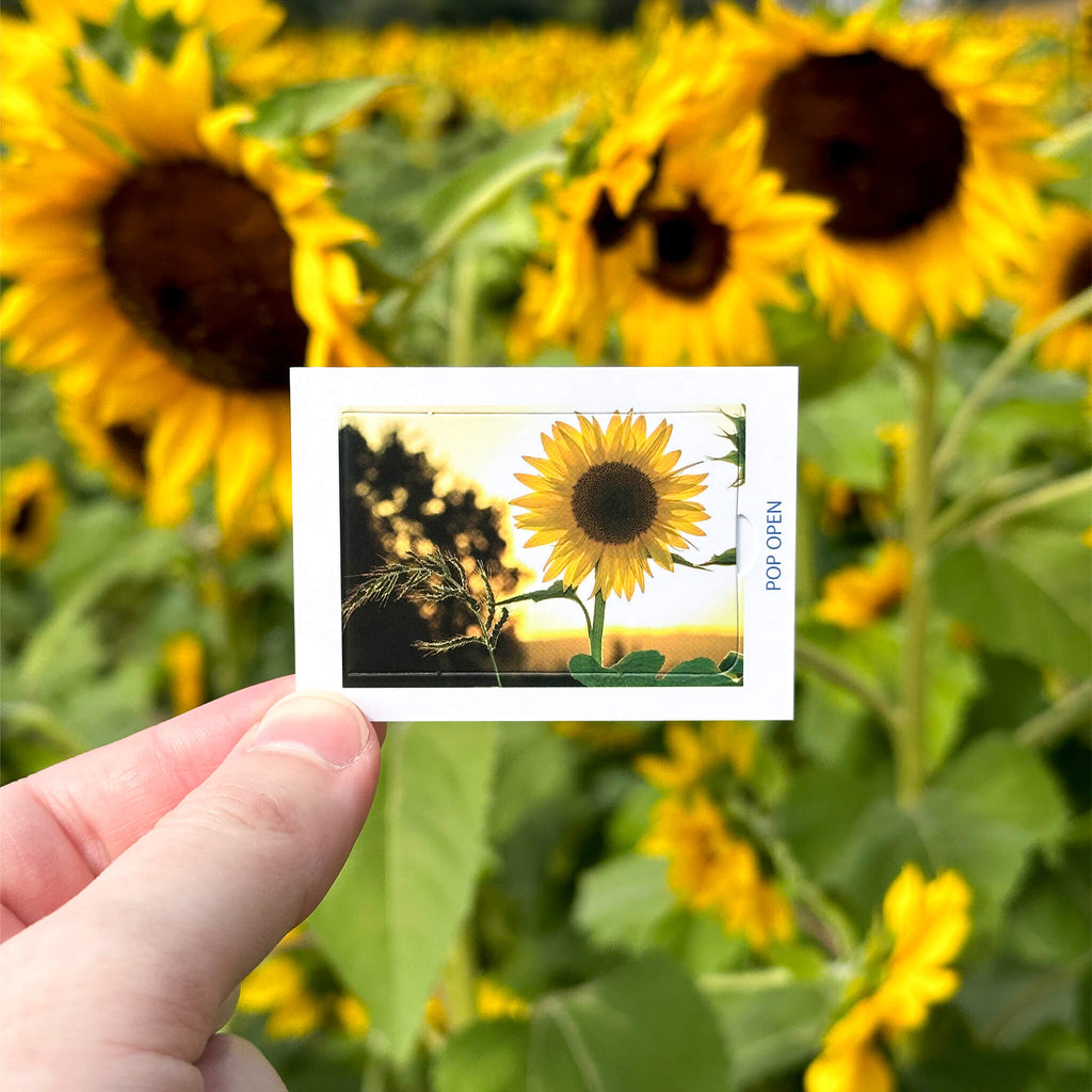 Floral Edition - Pop Open Cards